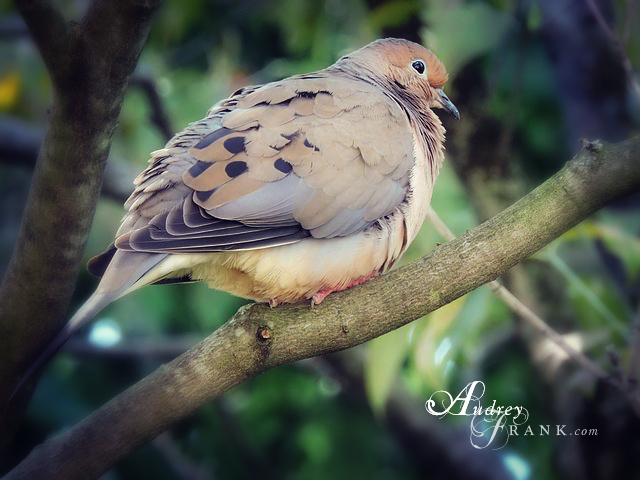 A dove sings her song of peace on a tree branch.
