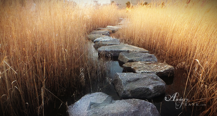 stepping stones lead the way through water and tall grass
