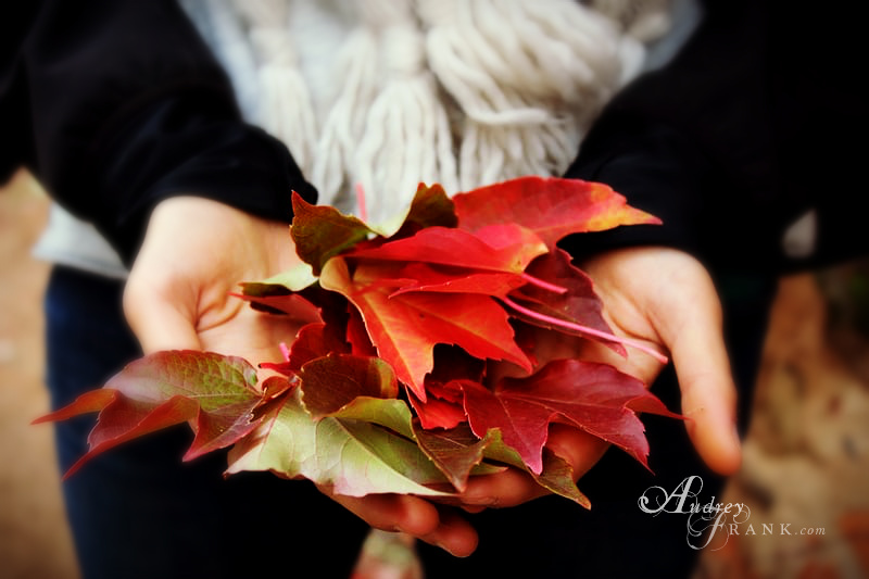 hands holding out colorful, chosen fall leaves.