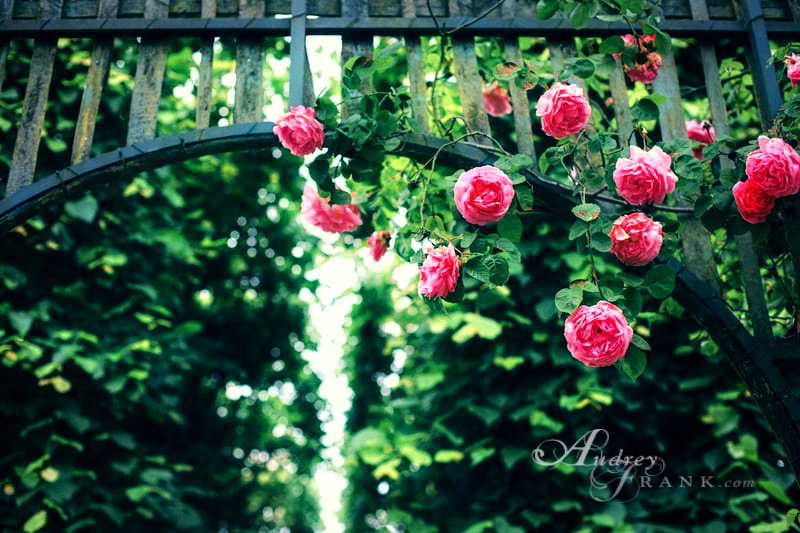 a rose vine with many branches and bright pink blooms.