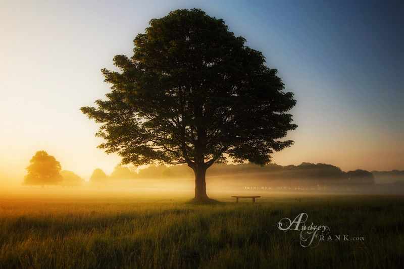 A tree standing alone in a field, not destroyed by the storm.