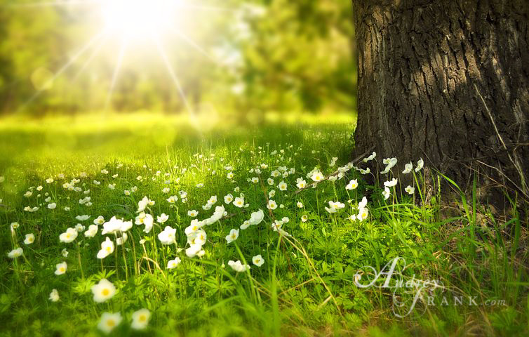 Spring flowers growing in a meadow with the sun bursting through. This picture symbolizes restoration after loss..
