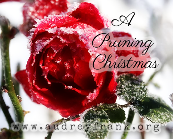 A rose encrusted in winter snow with the words A Pruning Christmas, describing the subject of the post.