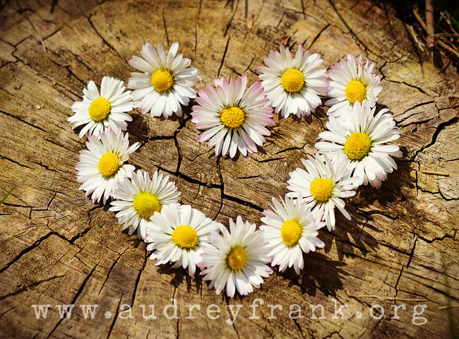a chain of daisies shaped like a heart describing the subject of the post: the mother heart of God.