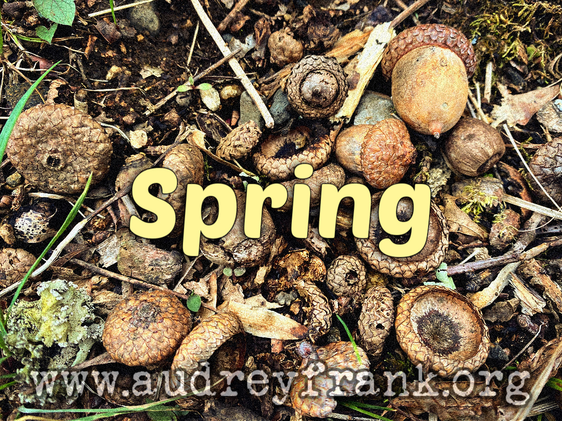 Empty acorn shells among green spring grass with the word "Spring" describing the subject of the post.