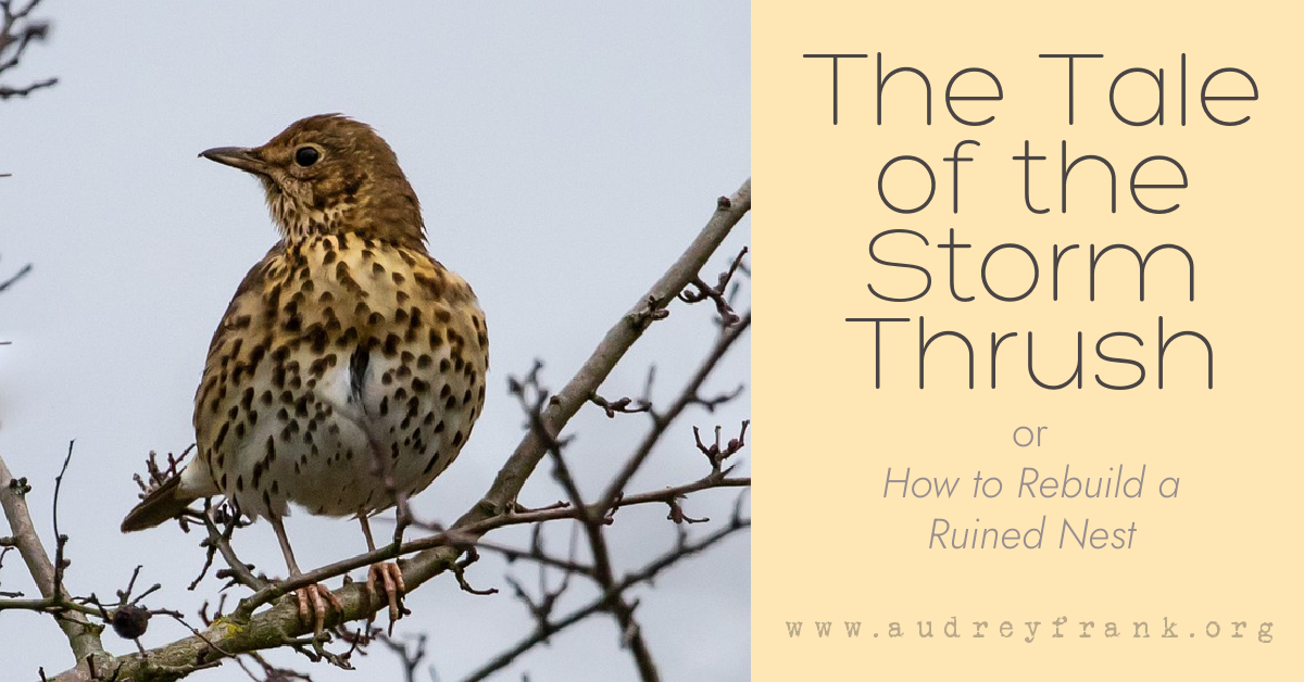 A storm thrush perched on a high branch with the title, The Tale of the Storm Thrush