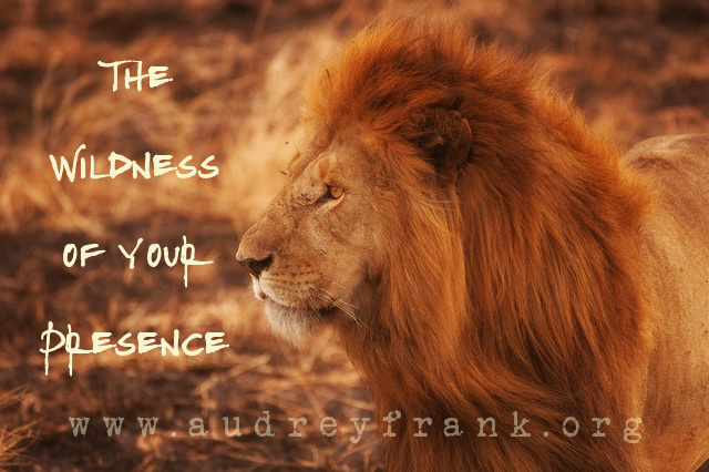 A male lion in the African wilderness with the words The Wildness of your presence describing the subject of the post.