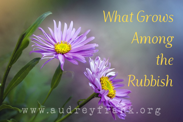 Purple asters blooming with the words "What Grows Among the Rubbish."