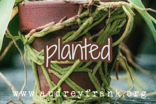 A root-bound pot with the word "Planted" describing the subject of the post.