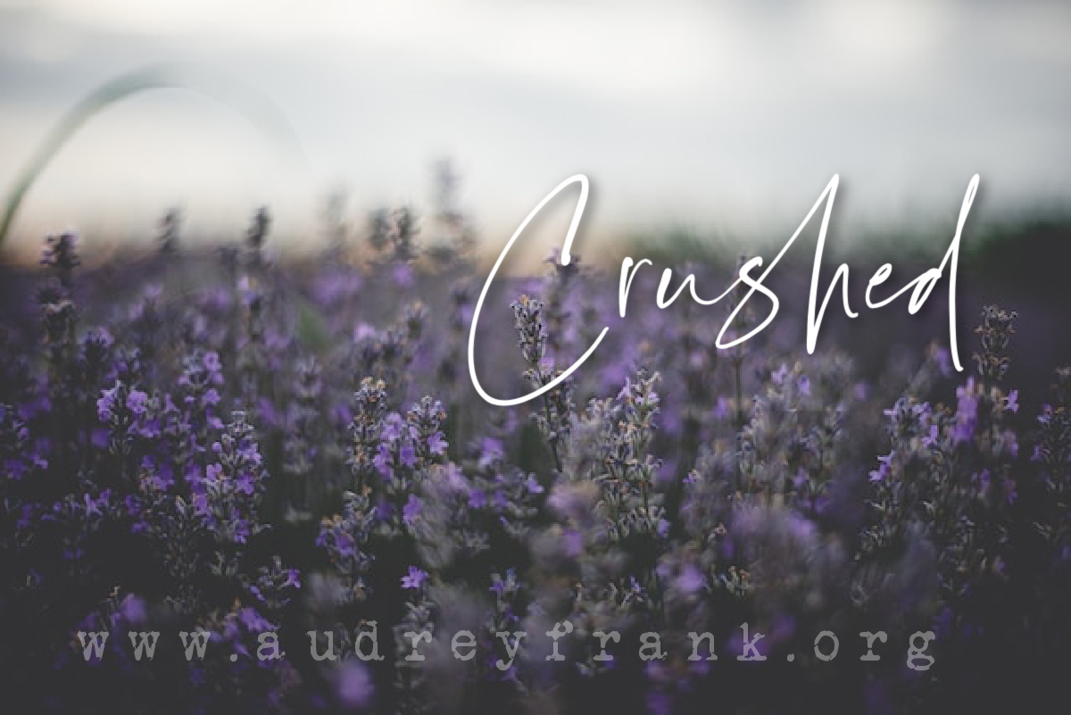 A lavender field with the word Crushed describing the subject of the post.