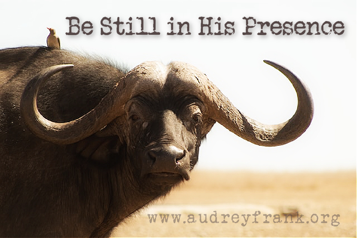 A Cape buffalo and the words Be Still in His Presence describing the subject of the post.