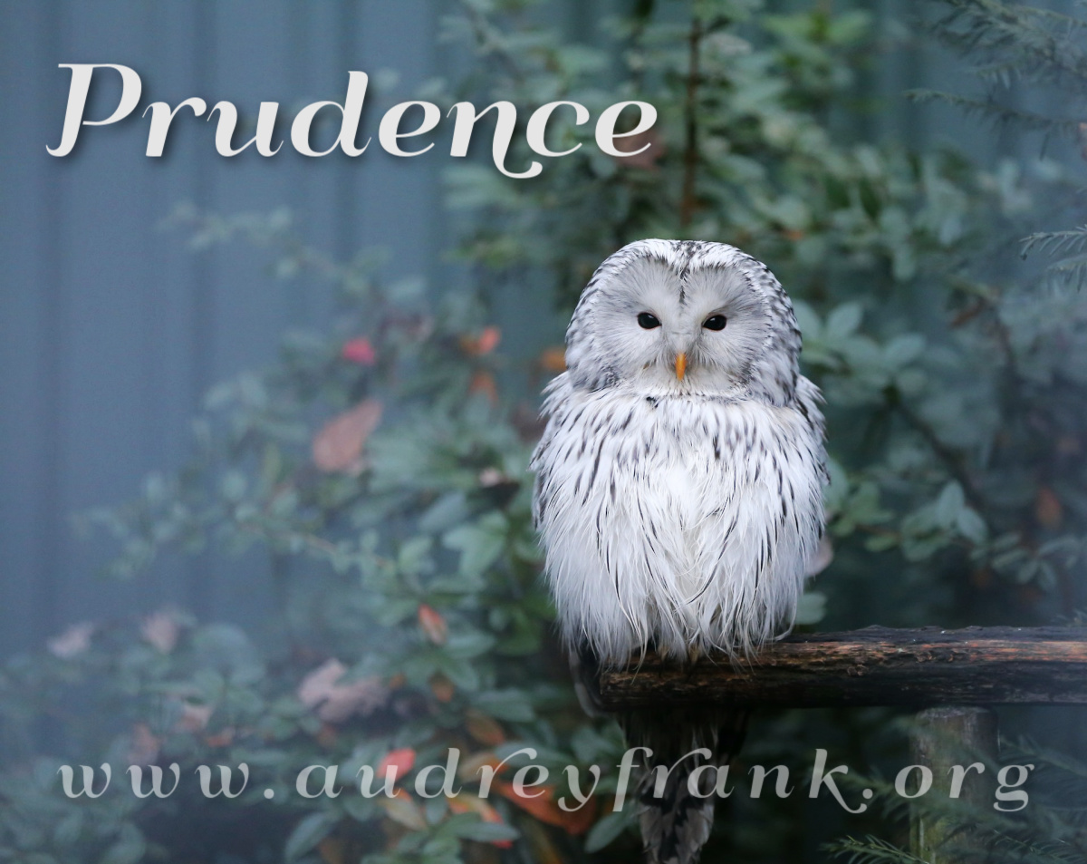 A wise owl and the word "Prudence" describing the subject of the post.