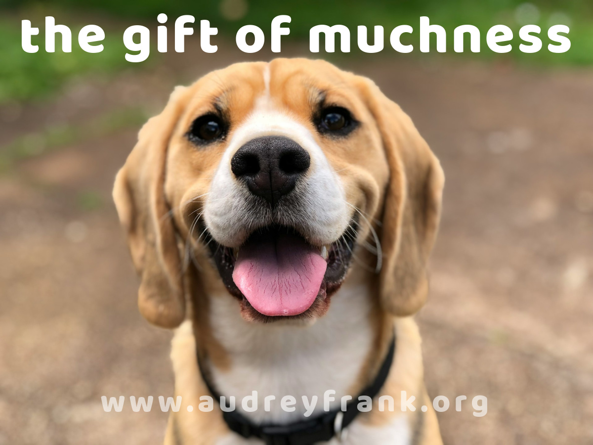 a happy dog smiling into the camera with the words "The Gift of Muchness" titling the post.