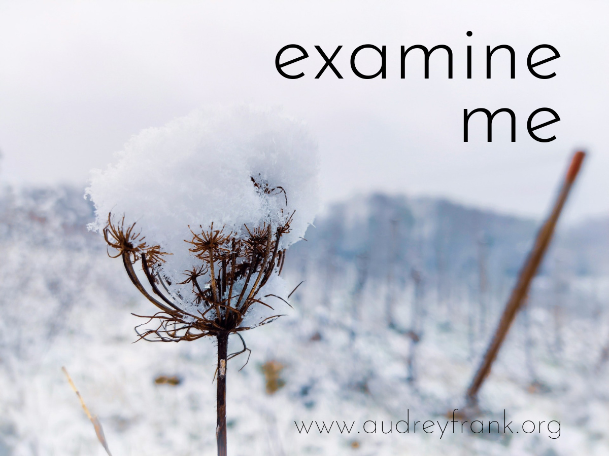 a winter flower with the words examine me indicating the subject of the post.