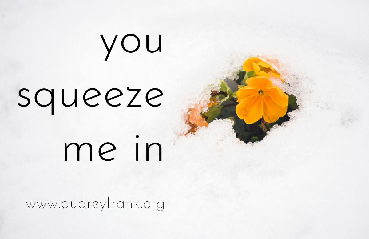 a pansy peeking out of a snowdrift with the words "You squeeze me in" describing the subject of the post.