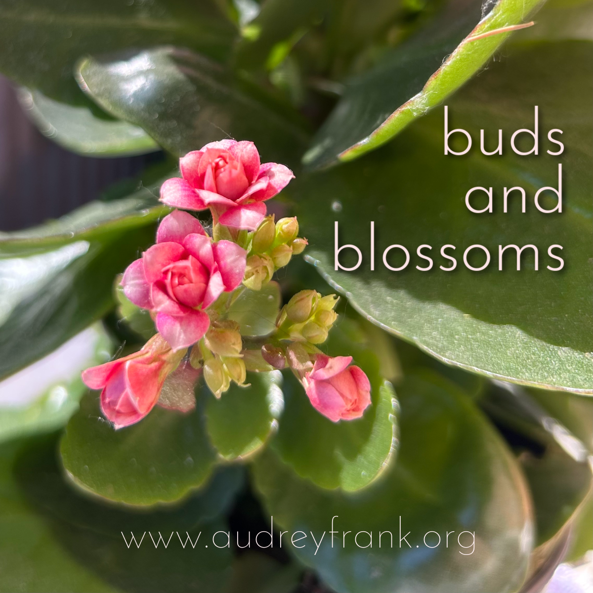 a cluster of flowers and the words "Buds and Blossoms" describing the subject of the post.