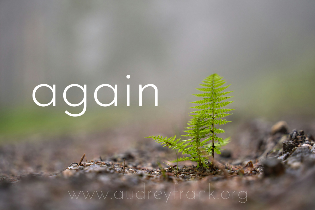 a sprouting fern with the word "Again" describing the subject of the post